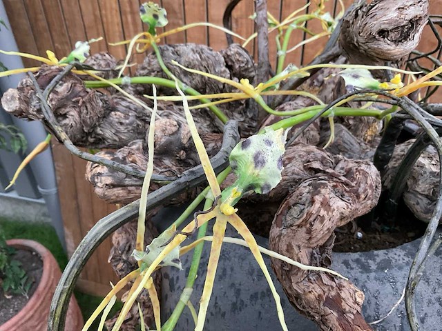 Decoratiebloempot op loden zuil (2x) - afbeelding 8 van  8