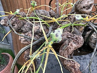 Decoratiebloempot op loden zuil (2x) - afbeelding 8 van  8