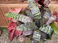 Decoratiebloempot op loden zuil - afbeelding 5 van  5