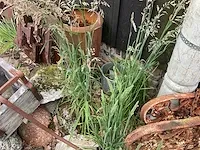 Decoratiemateriaal - afbeelding 5 van  5