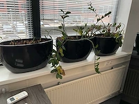Decoratiemateriaal - afbeelding 5 van  5