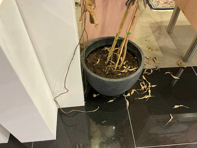 Decoratie/zuilen - afbeelding 3 van  6