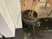 Decoratie/zuilen - afbeelding 3 van  6