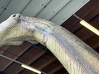 Decorfiguur “brachiosaurus” - afbeelding 13 van  14