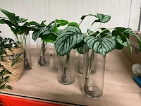 Diverse plantenpotten en vazen - afbeelding 6 van  9