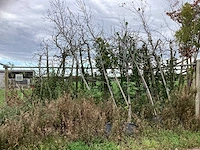 Diverse soorten - laanboom - afbeelding 1 van  1