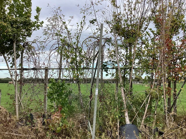 Diverse soorten - laanboom - afbeelding 1 van  4