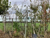Diverse soorten - laanboom - afbeelding 1 van  4