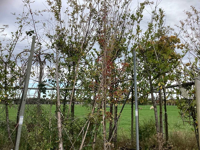 Diverse soorten - laanboom - afbeelding 2 van  4
