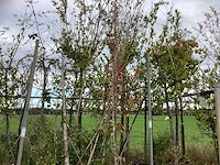 Diverse soorten - laanboom - afbeelding 2 van  4