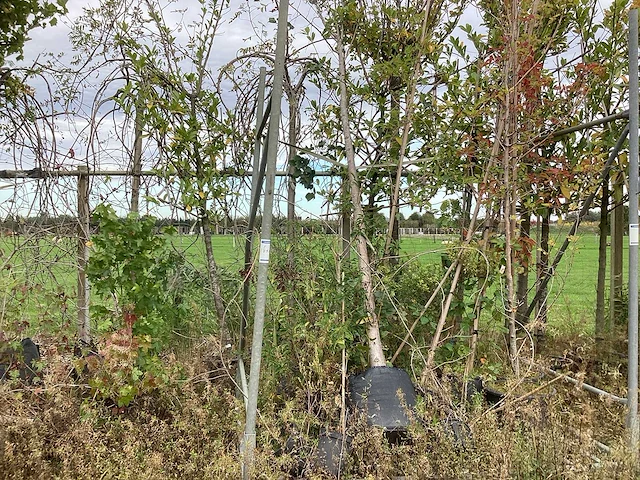 Diverse soorten - laanboom - afbeelding 3 van  4