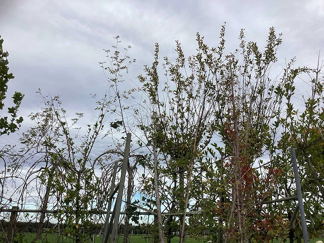 Diverse soorten - laanboom - afbeelding 4 van  4