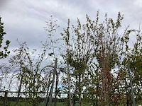 Diverse soorten - laanboom - afbeelding 4 van  4