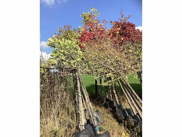 Diverse soorten - leiboom (45x) - afbeelding 2 van  5