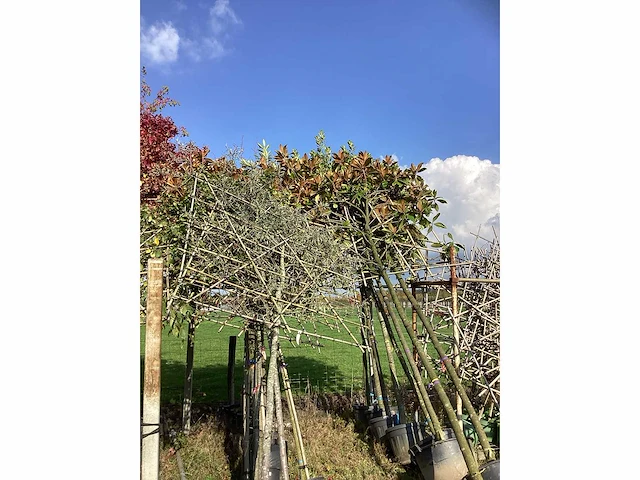 Diverse soorten - leiboom (45x) - afbeelding 5 van  5