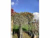 Diverse soorten - leiboom (45x) - afbeelding 5 van  5