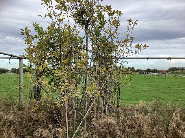 Diverse soorten - leiboom - afbeelding 1 van  3