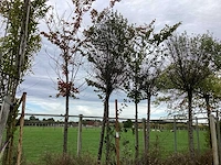 Diverse soorten - parkboom - afbeelding 1 van  3