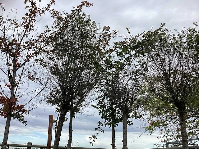 Diverse soorten - parkboom - afbeelding 3 van  3