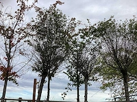Diverse soorten - parkboom - afbeelding 3 van  3