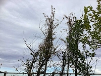 Diverse soorten - parkboom - afbeelding 2 van  3