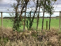 Diverse soorten - parkboom - afbeelding 3 van  3