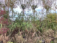 Diverse soorten - parkboom - afbeelding 1 van  5