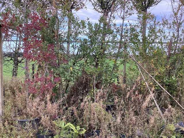 Diverse soorten - parkboom - afbeelding 3 van  5