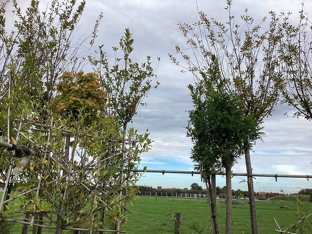 Diverse soorten - sierboom - afbeelding 1 van  4