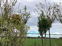 Diverse soorten - sierboom - afbeelding 1 van  4
