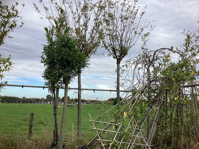 Diverse soorten - sierboom - afbeelding 2 van  4