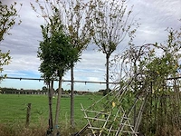 Diverse soorten - sierboom - afbeelding 2 van  4