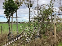 Diverse soorten - sierboom - afbeelding 3 van  4