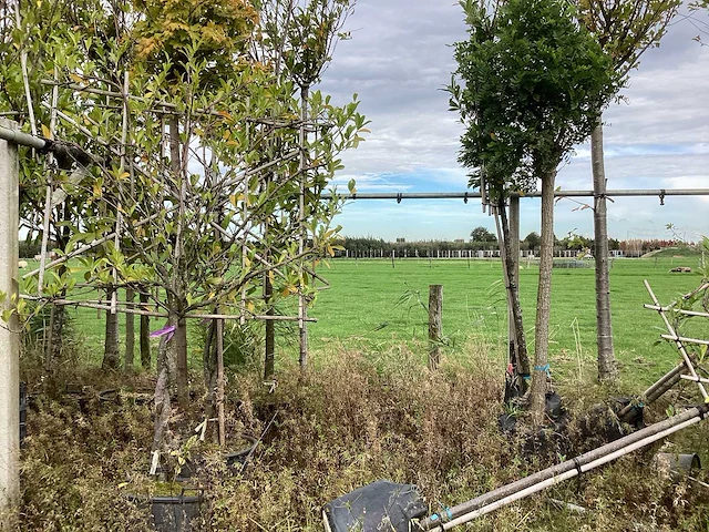 Diverse soorten - sierboom - afbeelding 4 van  4