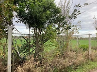 Diverse soorten - vormboom - afbeelding 1 van  3