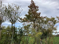 Diverse soorten - vormboom - afbeelding 2 van  4