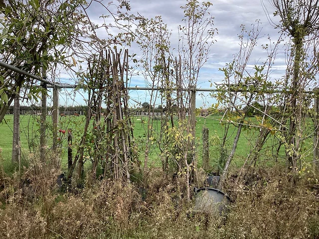 Diverse soorten - vrucht- / fruitboom - afbeelding 1 van  3