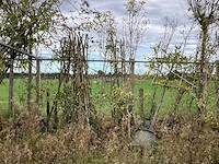 Diverse soorten - vrucht- / fruitboom - afbeelding 1 van  3