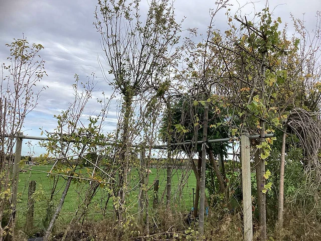 Diverse soorten - vrucht- / fruitboom - afbeelding 2 van  3