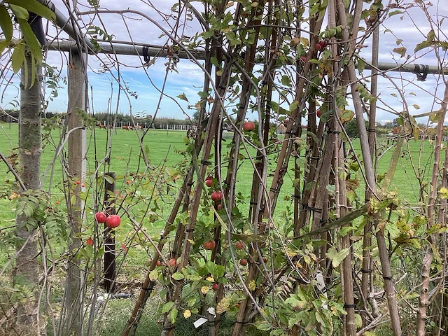 Diverse soorten - vrucht- / fruitboom - afbeelding 3 van  3