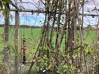 Diverse soorten - vrucht- / fruitboom - afbeelding 3 van  3