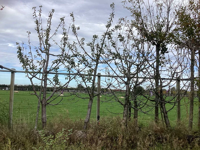 Diverse soorten - vrucht- / fruitboom - afbeelding 1 van  3