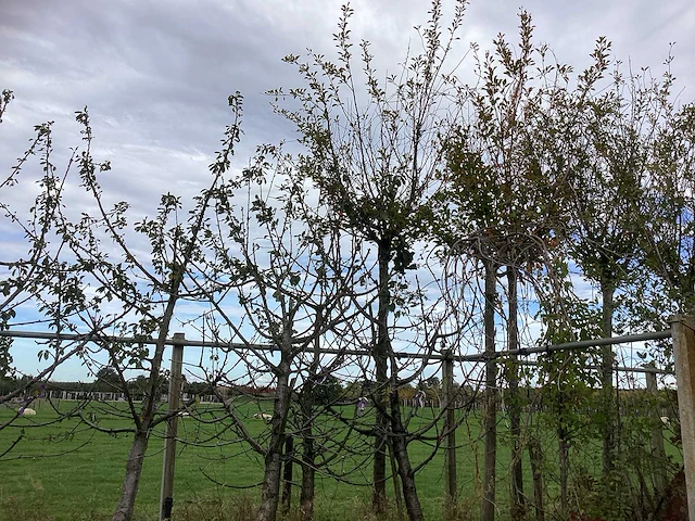 Diverse soorten - vrucht- / fruitboom - afbeelding 2 van  3