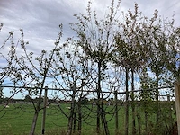 Diverse soorten - vrucht- / fruitboom - afbeelding 2 van  3