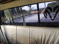 Dodge - 1500 - car - afbeelding 9 van  25