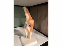 Dokter's praktijk - studio - decor opstelling - afbeelding 8 van  11