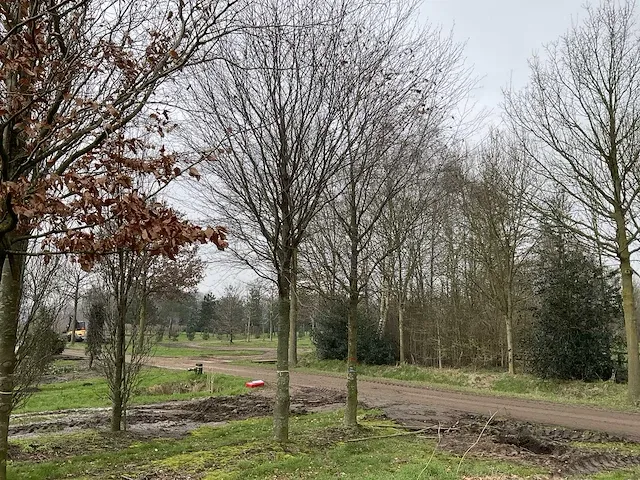 Donkerrode beuk - afbeelding 1 van  4