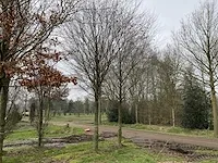 Donkerrode beuk