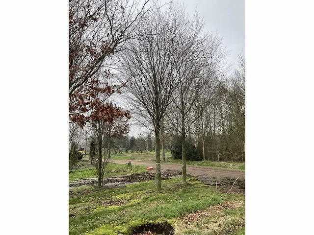 Donkerrode beuk - afbeelding 2 van  4