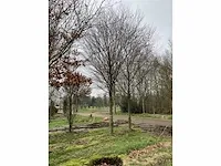 Donkerrode beuk - afbeelding 2 van  4